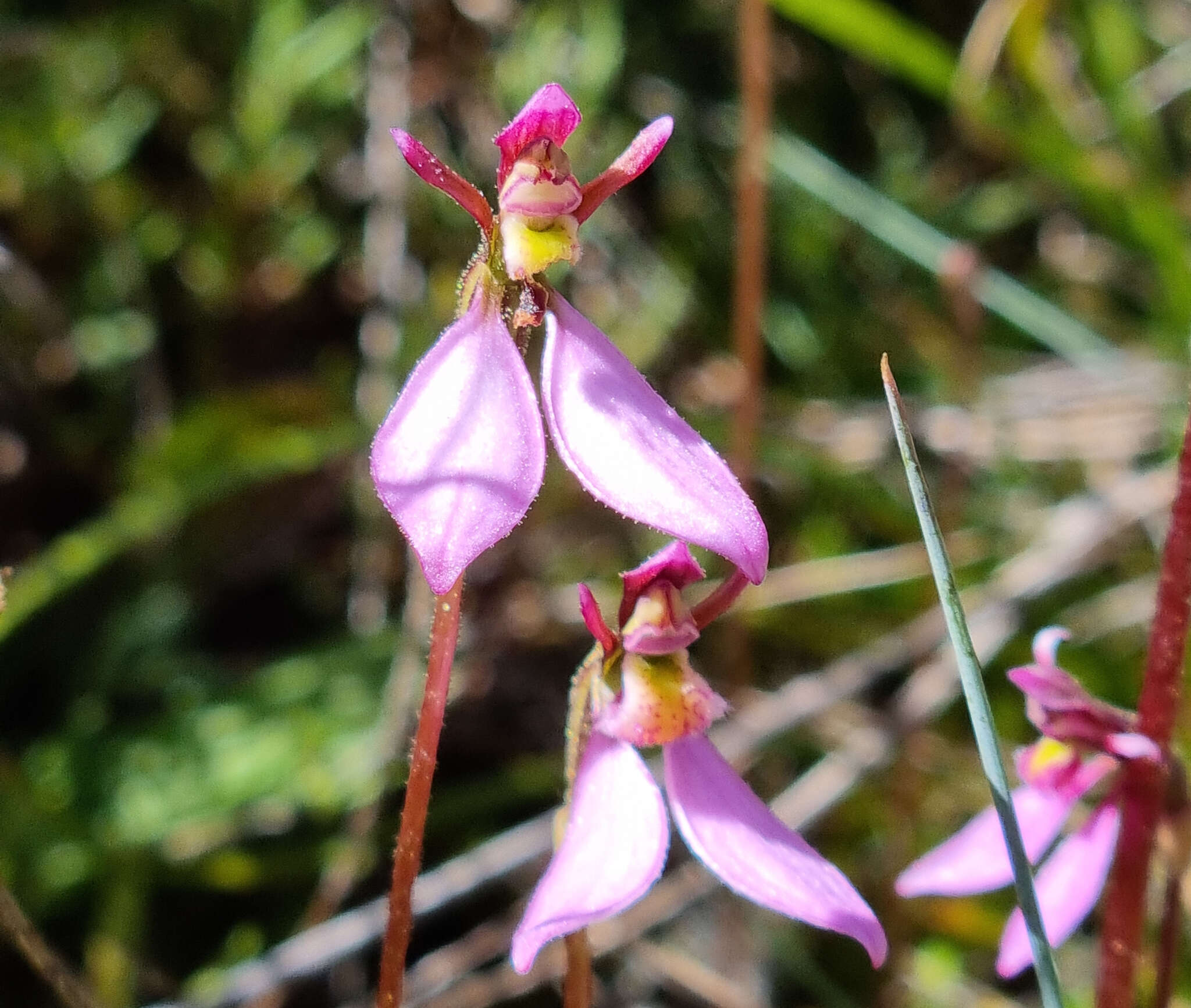 Image of Magenta autumn orchid