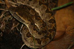 Image of Elegant pitviper