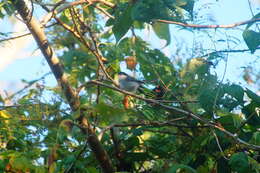 Image of White-lored Gnatcatcher