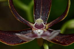 Image of Calanthe arcuata Rolfe