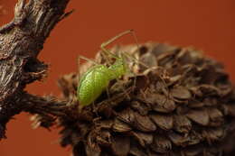 Image of Tetragnatha yesoensis Saito 1934