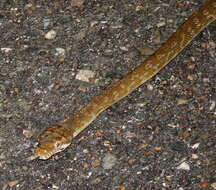 Image of Amethystine or scrub python