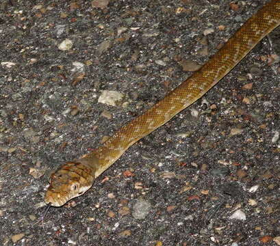 Image of Amethystine or scrub python