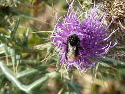 Plancia ëd Cirsium tenoreanum Petr.