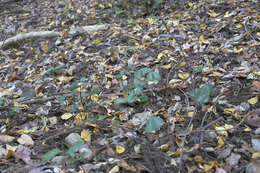 Image of Asarum kurosawae Sugimoto