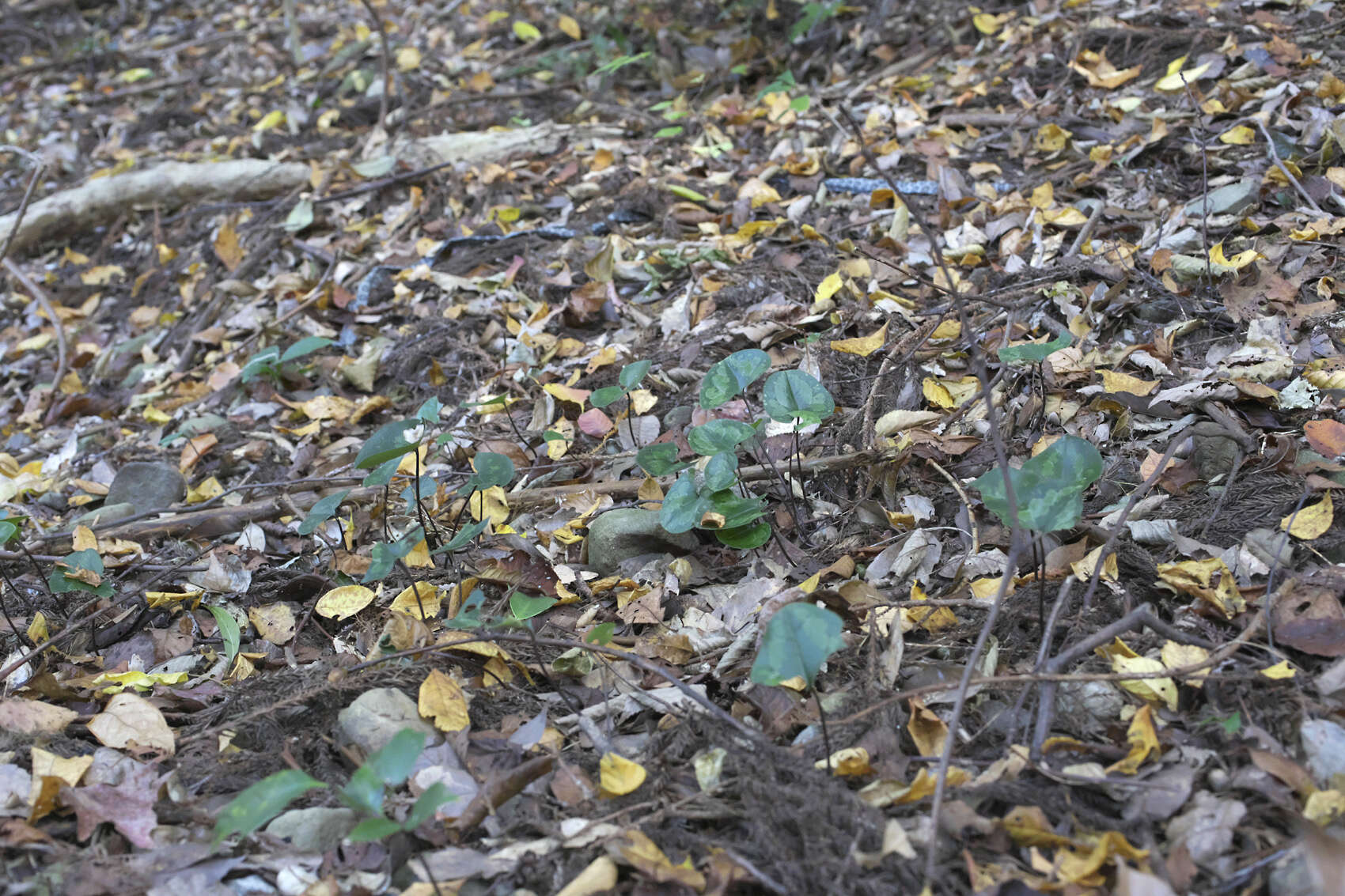 Image of Asarum kurosawae Sugimoto