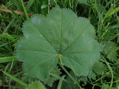 Image de Alchemilla crinita Buser