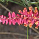 صورة Prosopis humilis Hook.