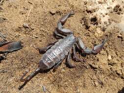 Image of Magaliesberg Rock Scorpion