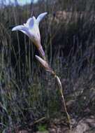 Image of Ixia rapunculoides Redouté