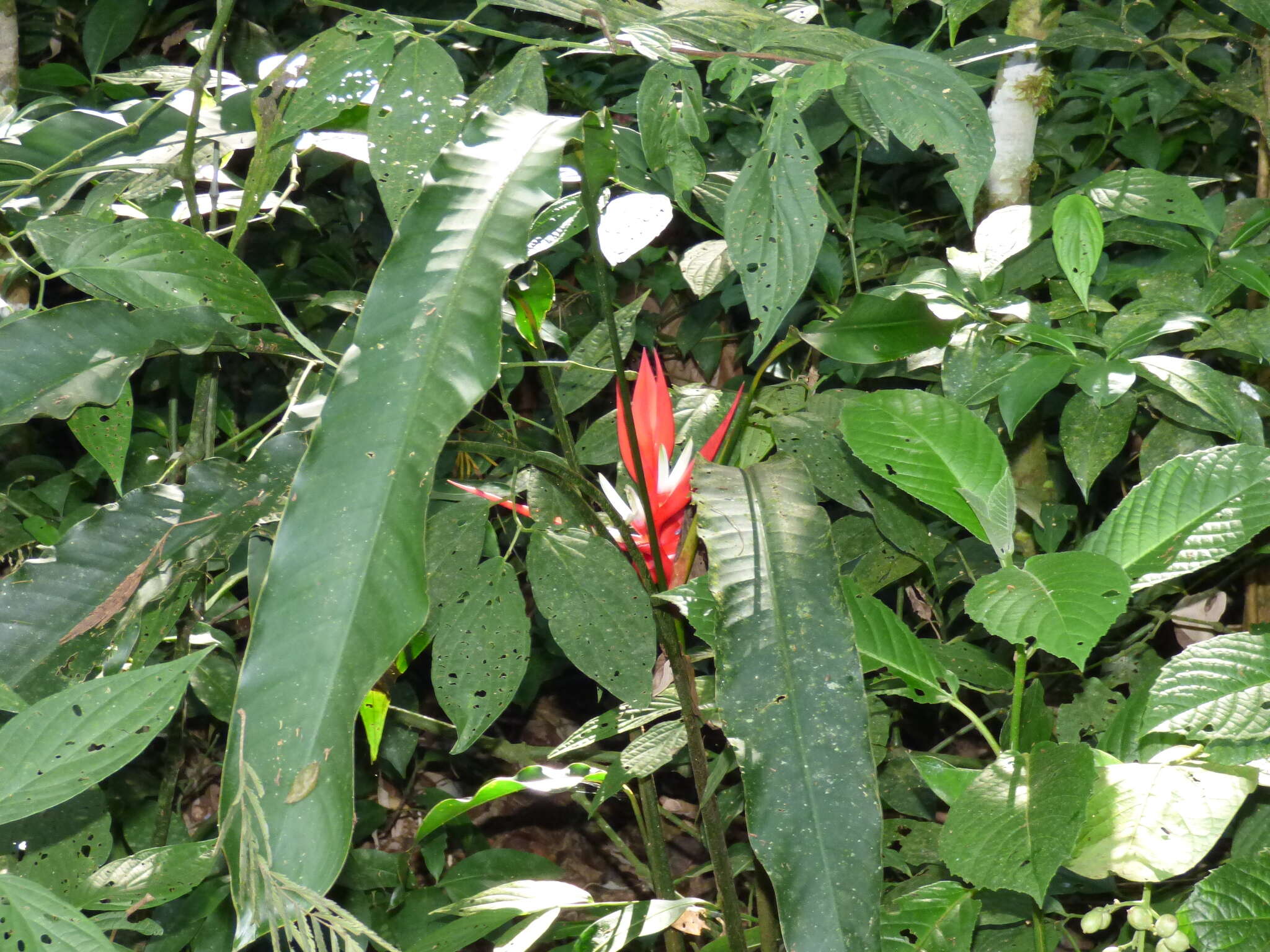 Image of Heliconia angusta Vell.