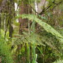 Image of giant mountain grass