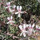 Image of Pelargonium crithmifolium J. E. Sm.