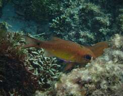 Image of Brassy cardinalfish