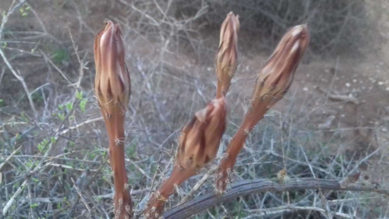 Peniocereus striatus (Brandegee) Buxb. resmi