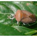 Image of litchi giant stink bug