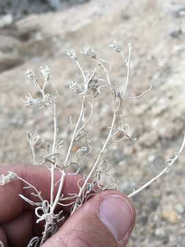 Image of Mentzelia todiltoensis N. D. Atwood & S. L. Welsh