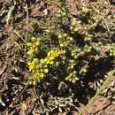 Draba hispanica subsp. hispanica resmi