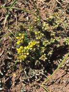 Image of Draba hispanica subsp. hispanica