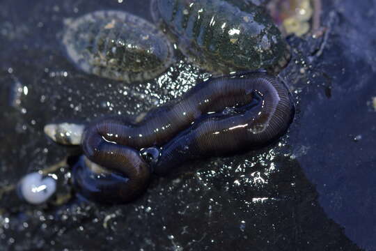 Imagem de Odontosyllis polycera (Schmarda 1861)