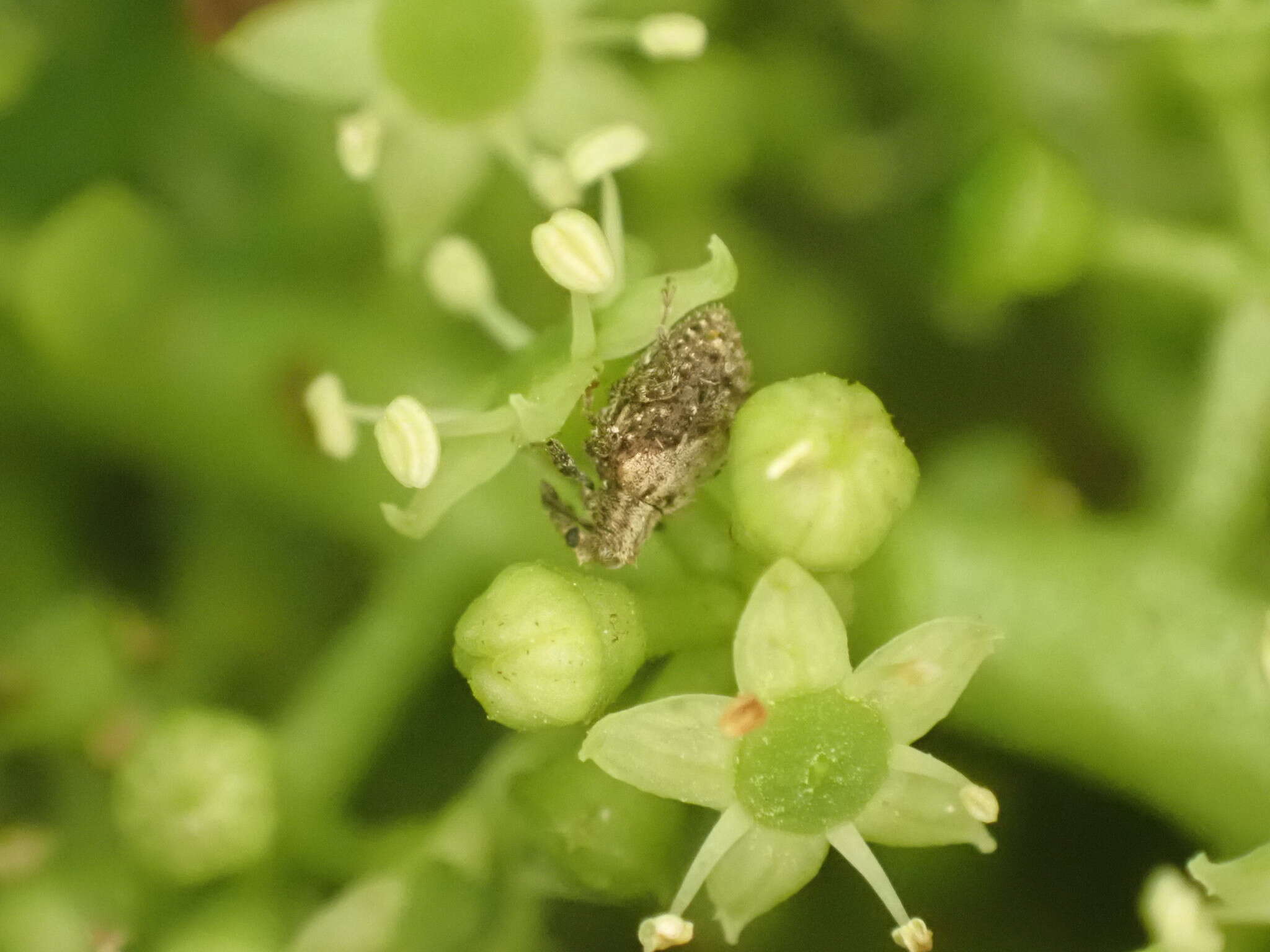 Tysius bicornis (Fabricius & J. C. 1781) resmi