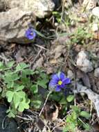 Image of Sisyrinchium ensigerum E. P. Bicknell