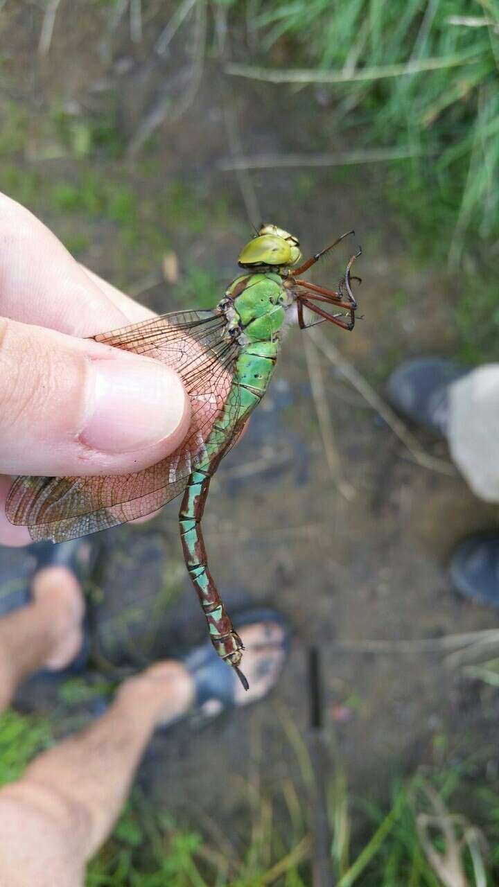 Image of Green Hawker