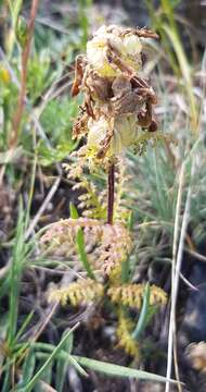 Image of Pedicularis myriophylla Pall.