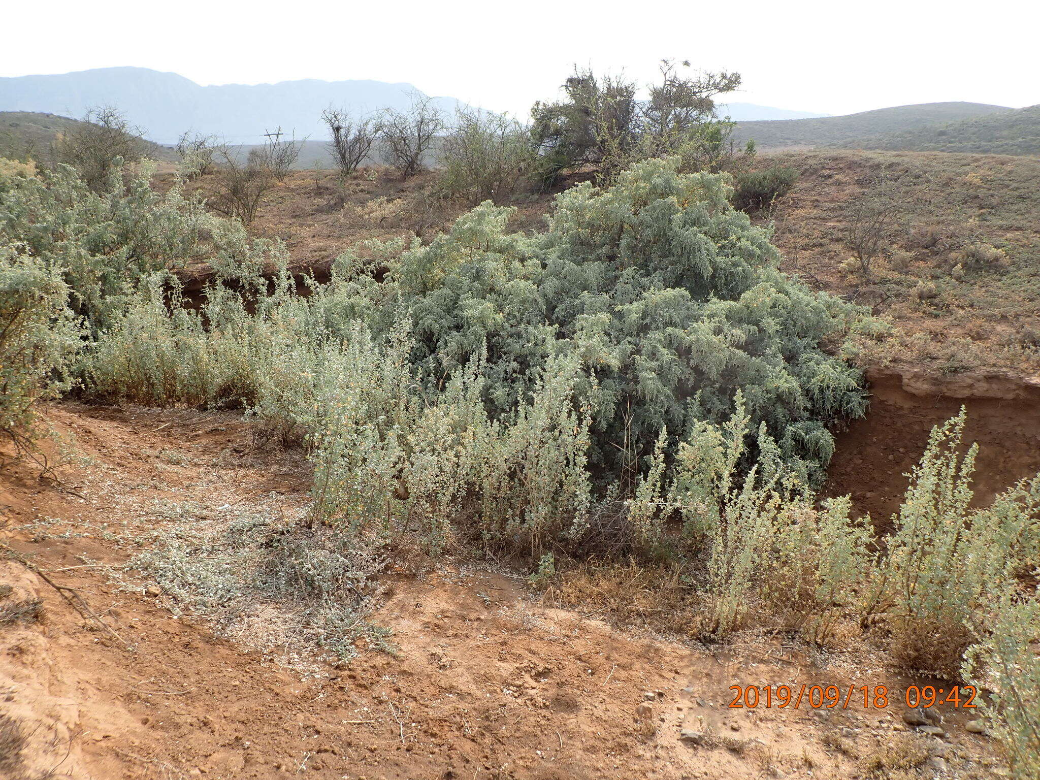 Image of bluegreen saltbush