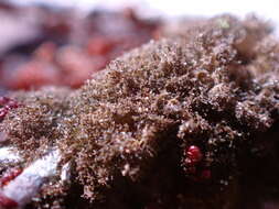 Image of tree polychidium lichen