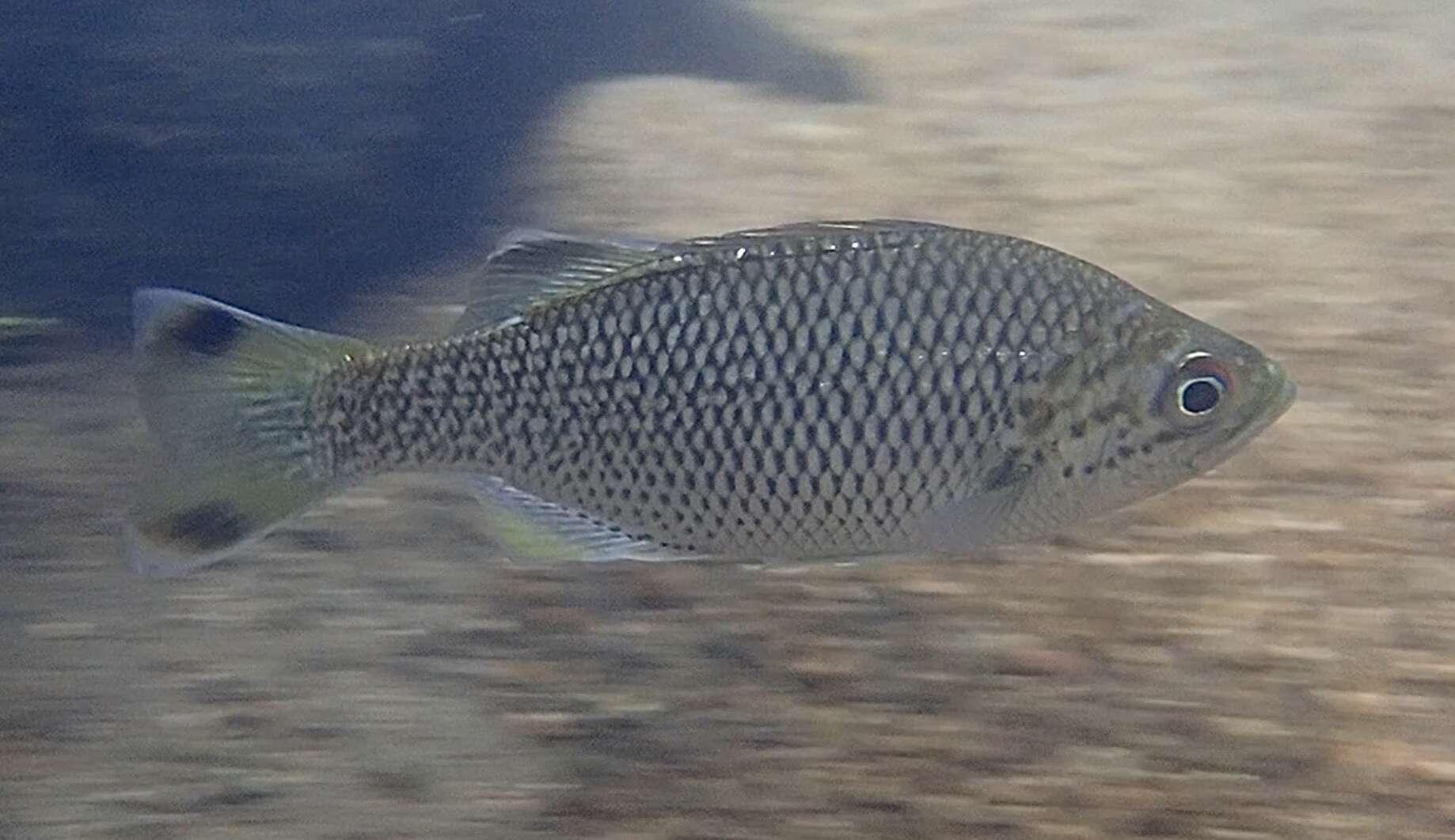 Image of Buffalo Bream