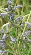 Nepeta curviflora Boiss. resmi