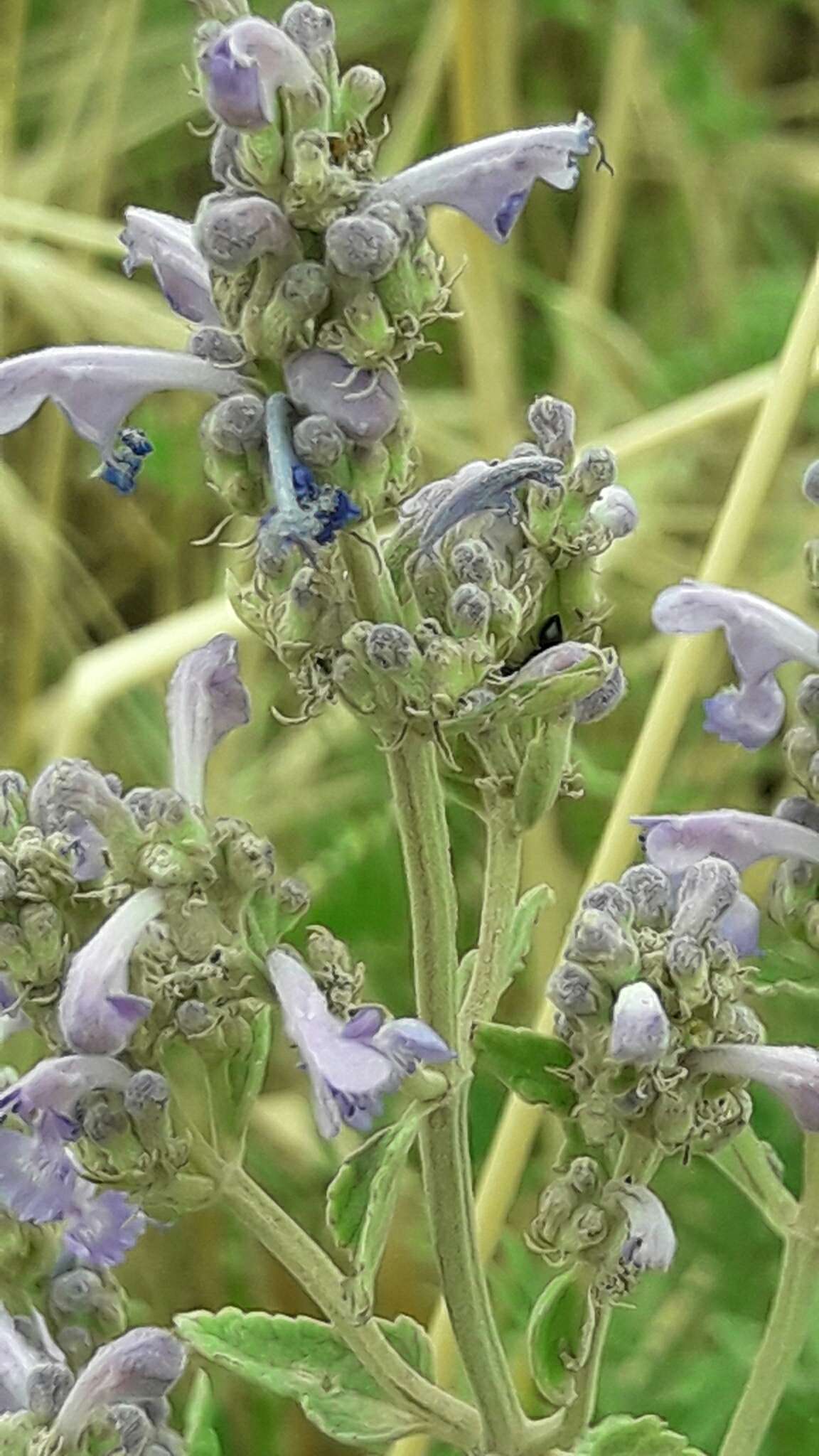 Nepeta curviflora Boiss. resmi