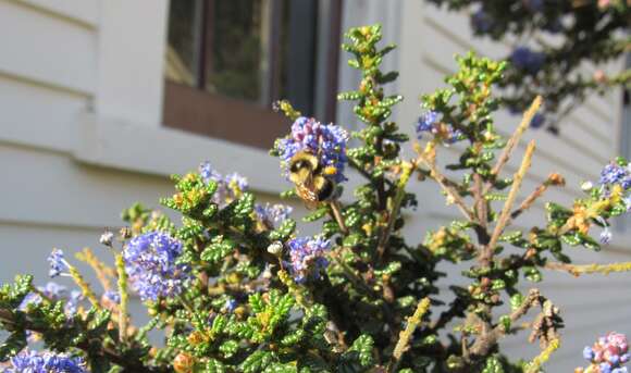 Image of Black Tail Bumble Bee