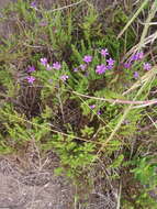 Image de Jamesbrittenia microphylla (L. fil.) O. M. Hilliard