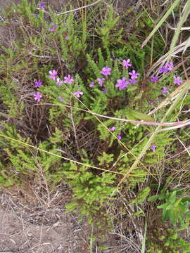 Image de Jamesbrittenia microphylla (L. fil.) O. M. Hilliard