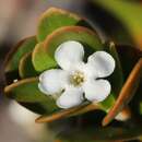 Sivun Logania buxifolia F. Müll. kuva