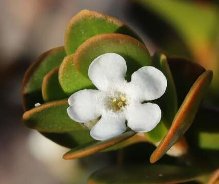 Image of Logania buxifolia F. Müll.