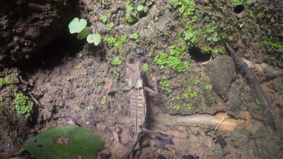 Plancia ëd Brookesia stumpffi Boettger 1894