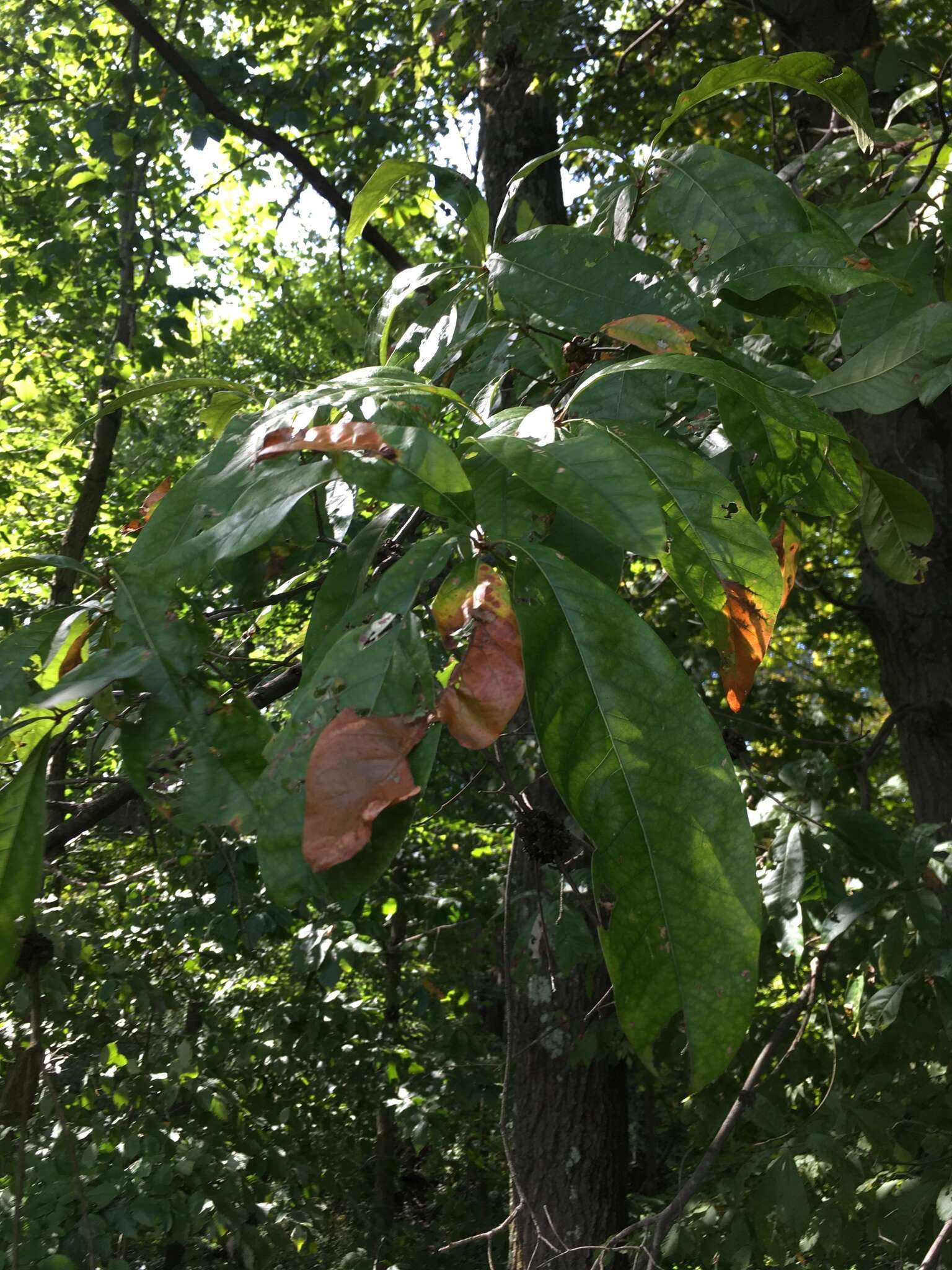 Image of Laurel Oak