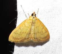 Image of Pale-winged Crocidophora moth