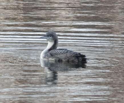 Image of Pacific Diver