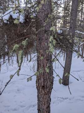 Image of perplexed beard lichen