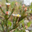 Image of <i>Symphyotrichum <i>subulatum</i></i> var. subulatum