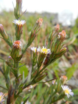 Image of <i>Symphyotrichum <i>subulatum</i></i> var. subulatum