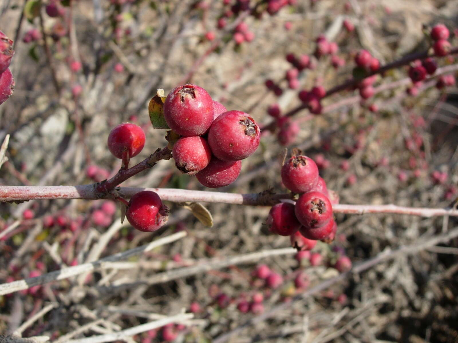 Imagem de Cotoneaster nummularius Fisch. & C. A. Meyer