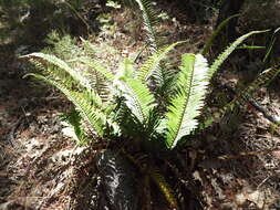 Image of narrowleaf swordfern