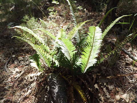 Plancia ëd Polystichum imbricans subsp. curtum (Ewan) D. H. Wagner