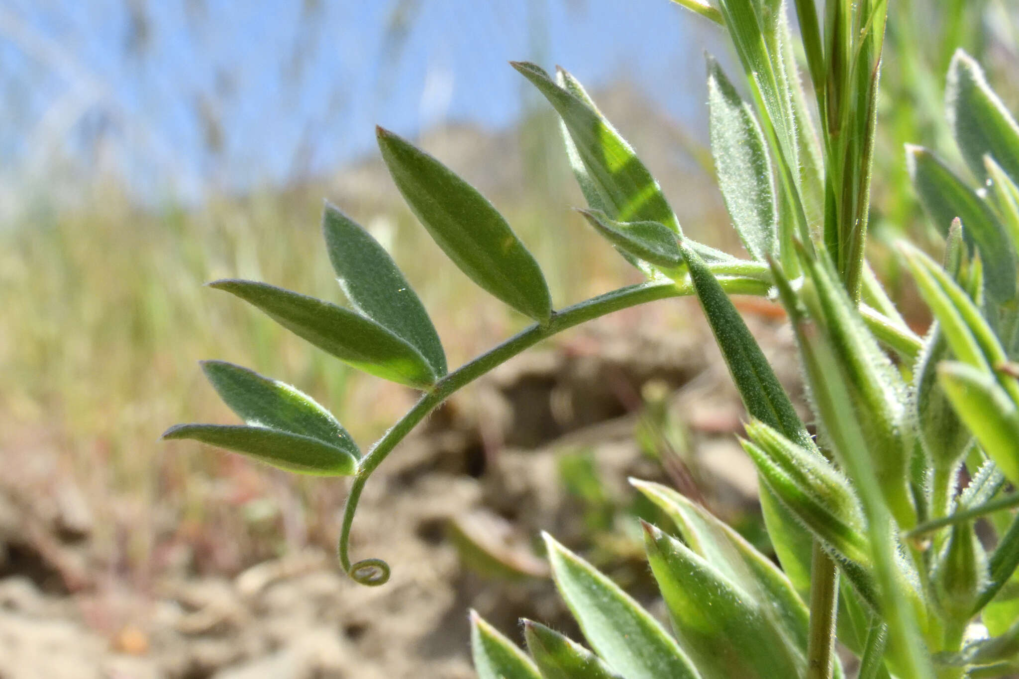 Imagem de Lathyrus brachycalyx Rydb.