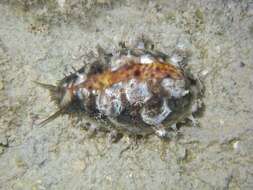 Image of bobcat cowrie